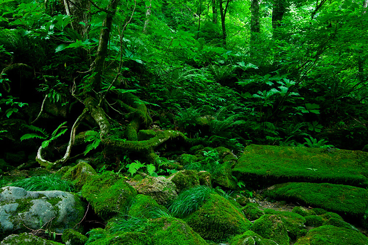 on the feature film Princess Mononoke on the feature film Princess Mononoke