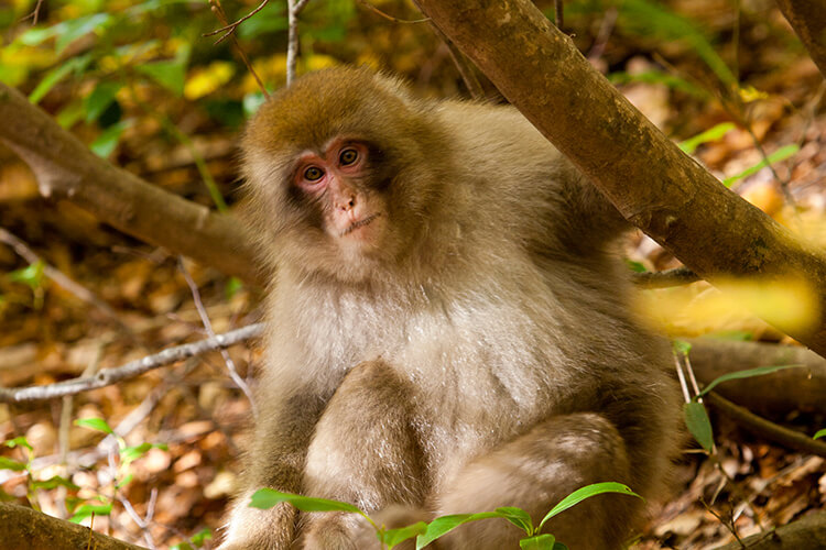 Animals that live in Shirakami Sanchi Animals that live in Shirakami Sanchi