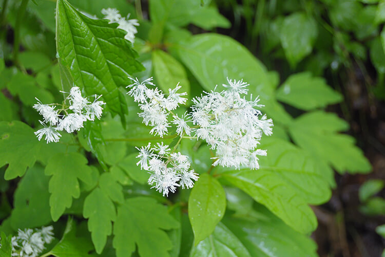 The forest ecosystem created here is abundant The forest ecosystem created here is abundant
