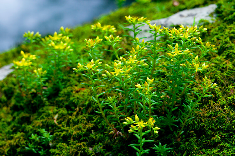 The forest ecosystem created here is abundant The forest ecosystem created here is abundant