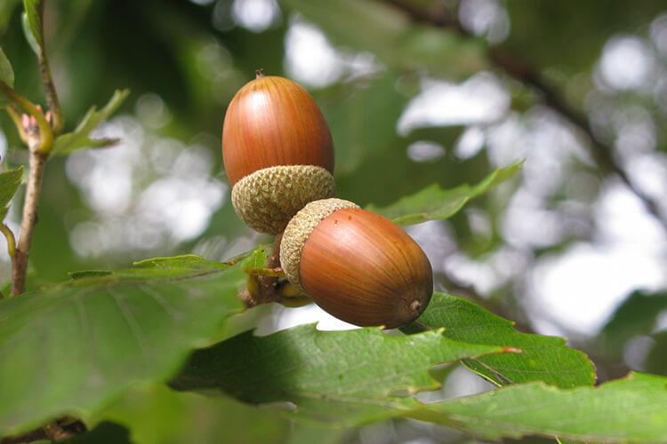 The forest ecosystem created here is abundant The forest ecosystem created here is abundant