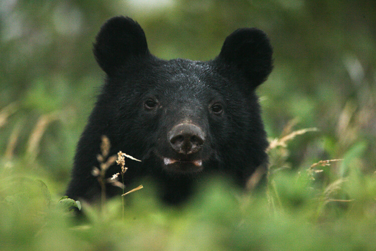 Bear that live in Shirakami Sanchi Bear that live in Shirakami Sanchi