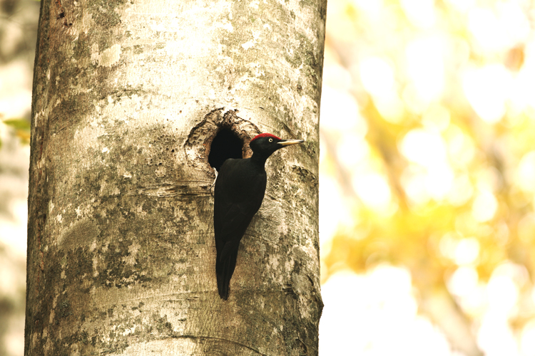 The Black Woodpecker The Black Woodpecker