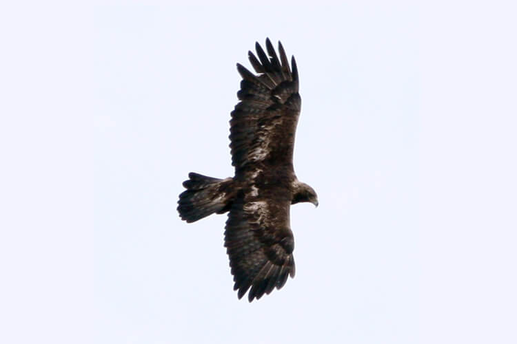 the Golden Eagle the Golden Eagle