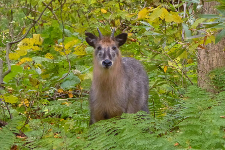 Japanese Serow (A Special Natural Treasure of Japan)