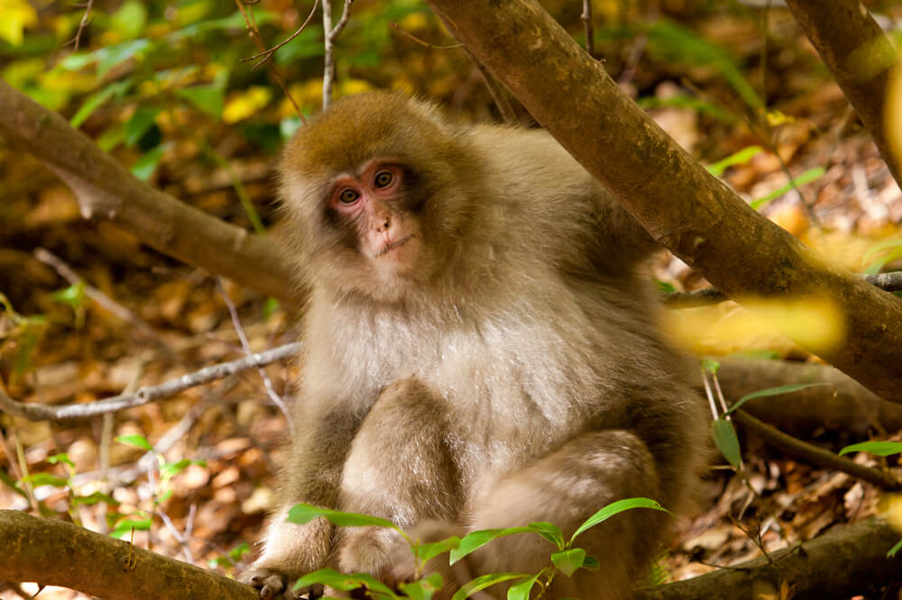 Japanese Macaque