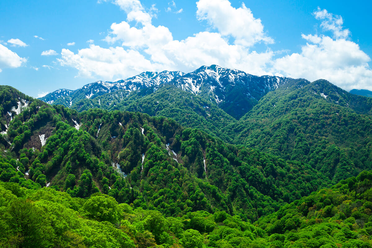 誕生於距今約8000年前的白神山地櫸木林