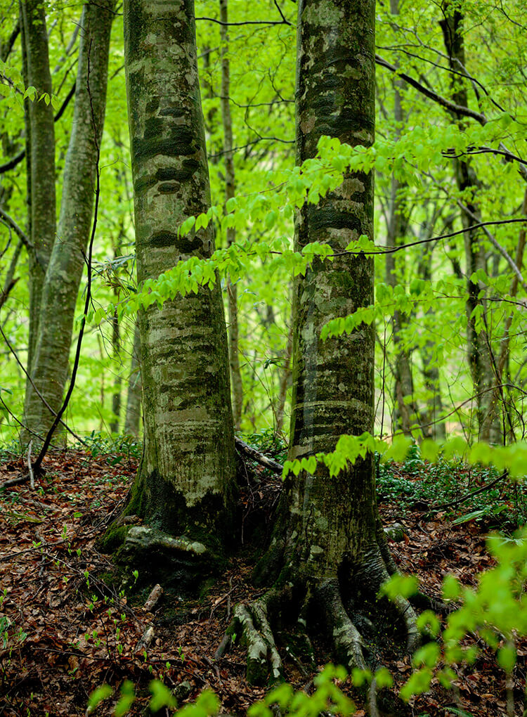 櫸木是在北歐被稱作「森林聖母」的美麗植物