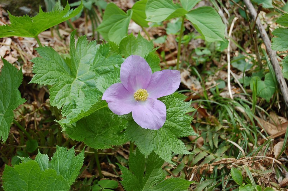 Mt. Shirane hollyhock