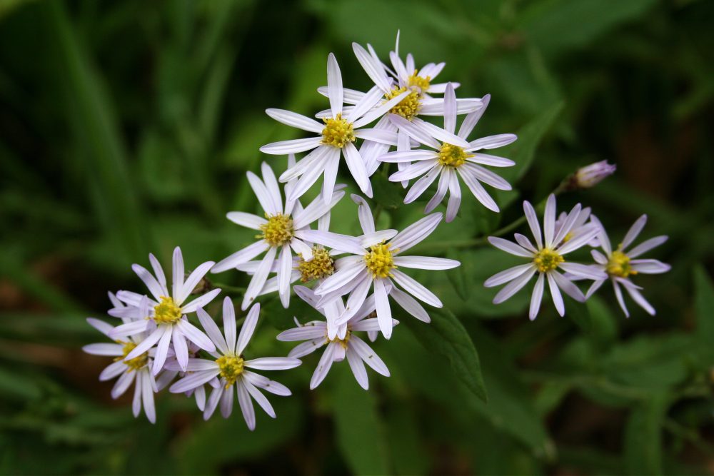 wild chrysanthemum